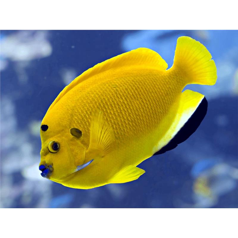 Apolemichthys Trimaculatus (Treespot Angelfish) - imagine 3